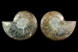 Agatized Ammonite Fossil - Beautiful Preservation #130072-1